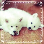 american-eskimo-sparky-milky-111-150x150 アメリカンエスキモードッグは可愛い犬？性格としつけ、価格は？
